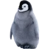 Birds by