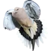 Birds by