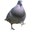 Birds by