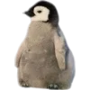 Birds by