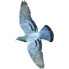 Birds by