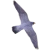 Birds by