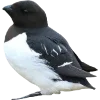 Birds by