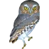 Birds by