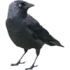 Birds by