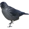 Birds by
