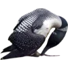 Birds by