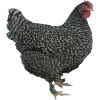 Birds by