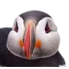 Birds by
