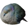 Birds by