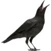 Birds by