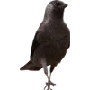 Birds by