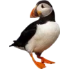 Birds by