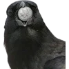 Birds by