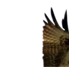 Birds by