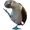 Birds by