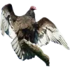 Birds by