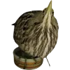 Birds by