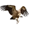 Birds by