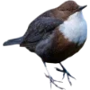 Birds by