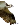 Birds by
