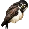 Birds by