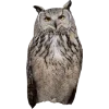 Birds by