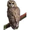 Birds by