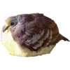 Birds by