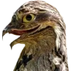Birds by
