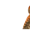 Birds by