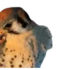 Birds by