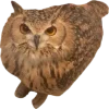 Birds by