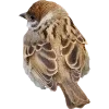 Birds by