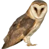 Birds by