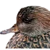 Birds by