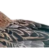 Birds by