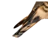 Birds by