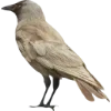 Birds by