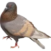 Birds by