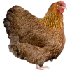 Birds by