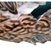 Birds by