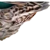 Birds by