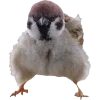 Birds by