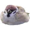 Birds by