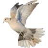 Birds by