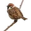 Birds by