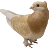 Birds by