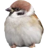 Birds by