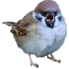 Birds by
